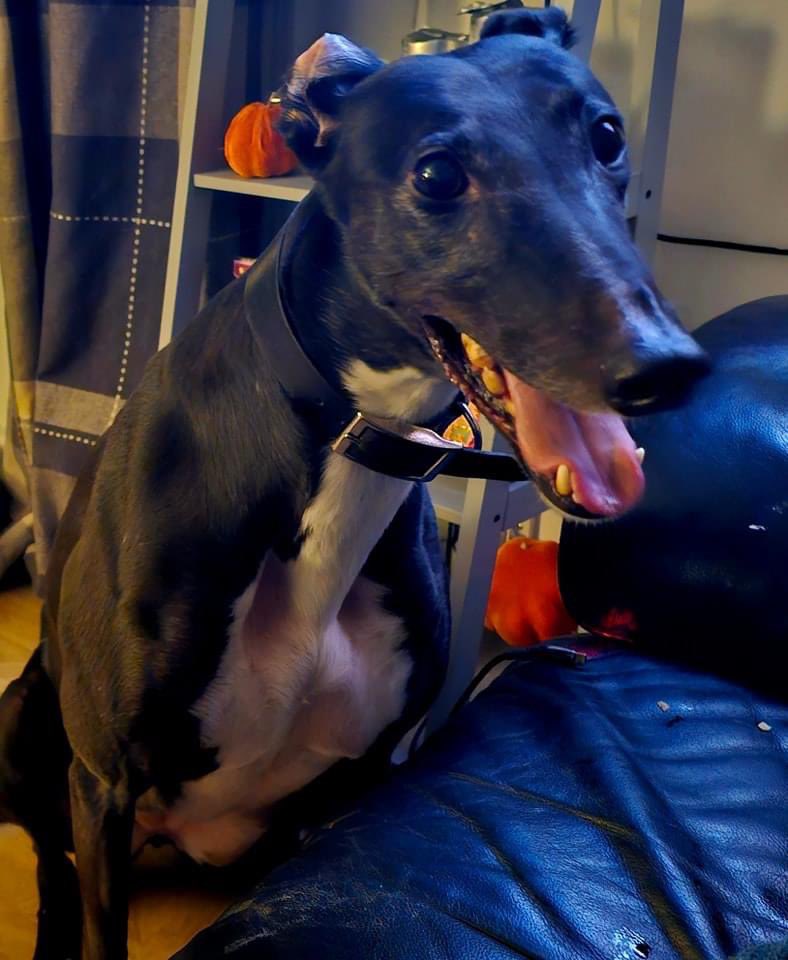 Hector’s Greyhound Rescue tweet media