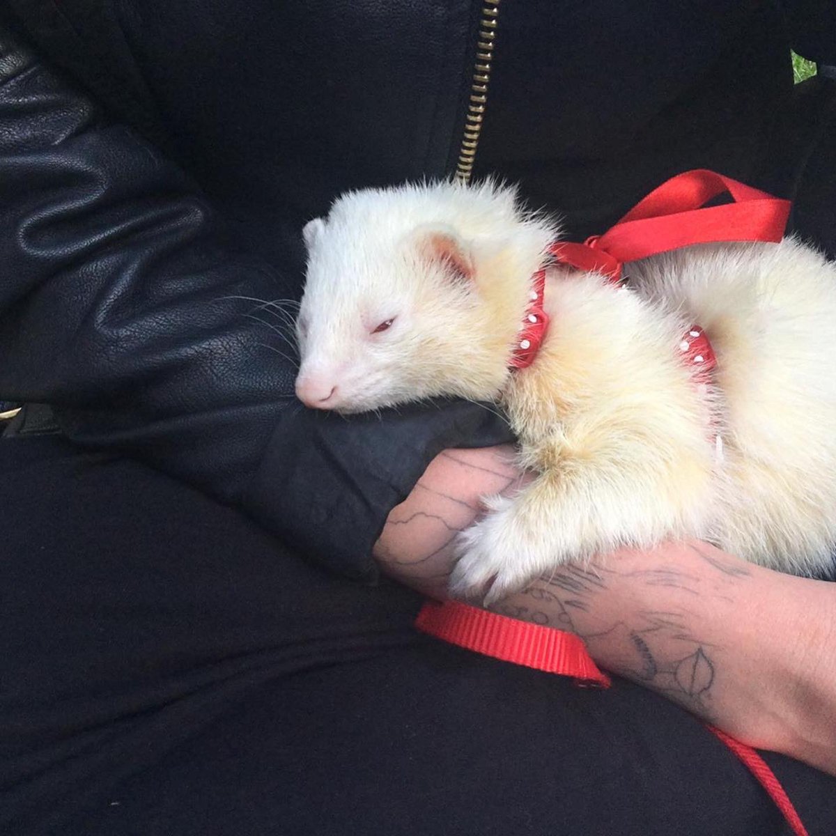 Michael Johnson tweet media