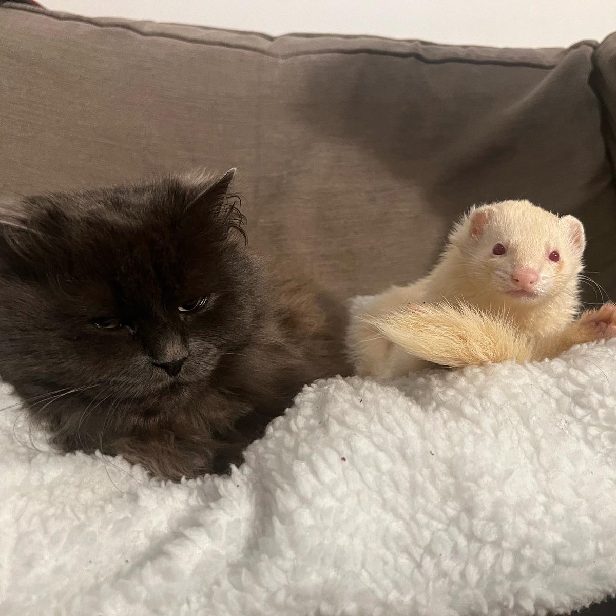 Michael Johnson tweet media