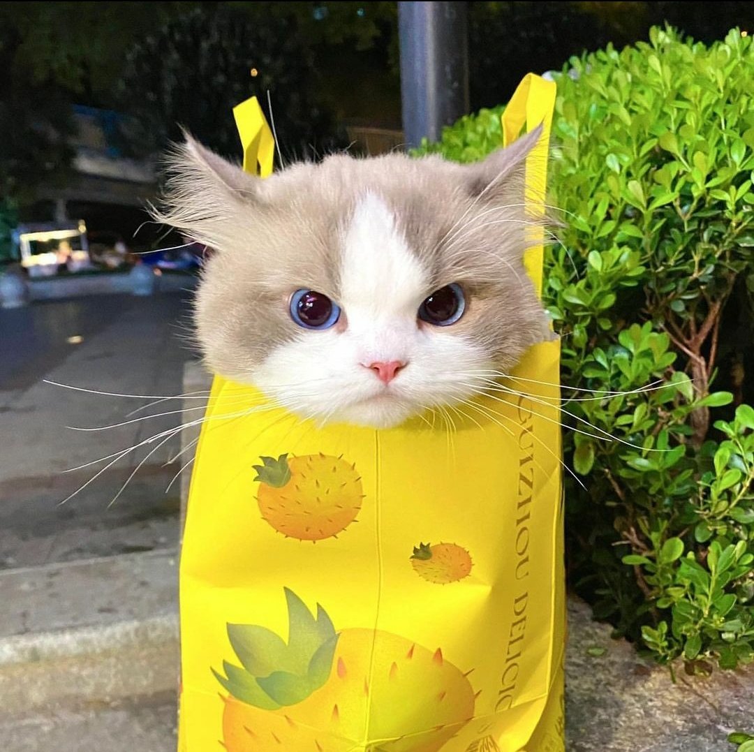 contents that ll heal your depression 🌻 (@catshealdeprsn) on Twitter photo 