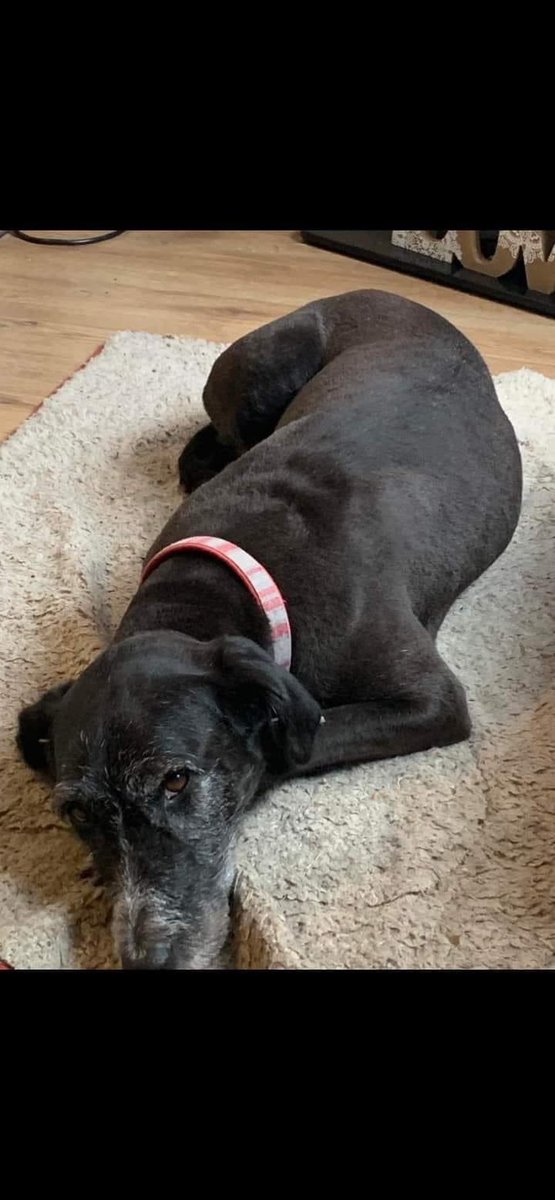 rosiedoc666's tweet photo. MISSING DUE TO FIREWORKS #EBLEY AREA
27/10/23
#MissingDueToFireworks
https://t.co/dEstE4Xu8f
If anyone sees this dog? Pls contact the owners scared by fireworks ๐ฅ 07815598017 she went walkabout last night Ebley area
@RachaelB100 @juliagarland73 @EbleyFireworks @EbleyChapel https://t.co/3mpgL9c6At