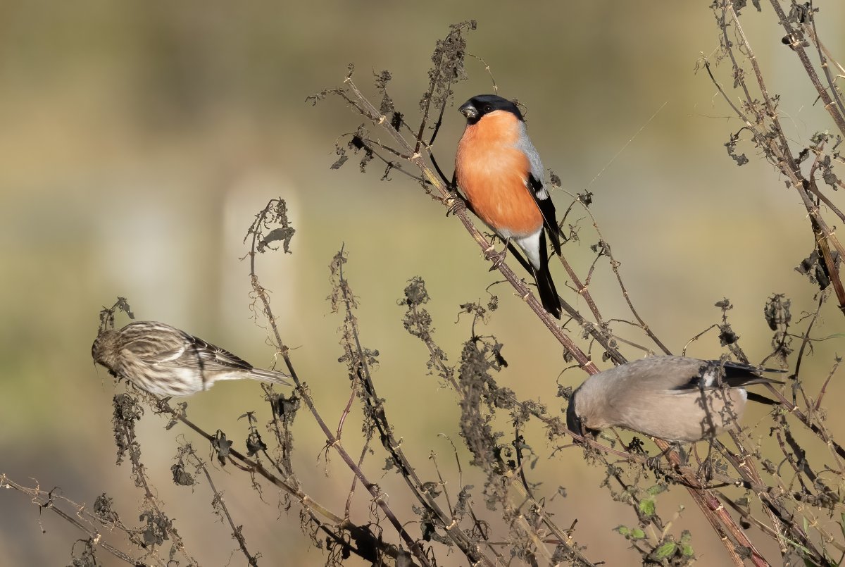 It has been a brilliant autumn for irruptive species in Shetland. Exceptional numbers of continental Coal Tits and Treecreepers (these two, and Firecrest, were Shetland find ticks for me this year); also lots of Waxwings and, loveliest of all, Northern Bullfinches @NatureInShet