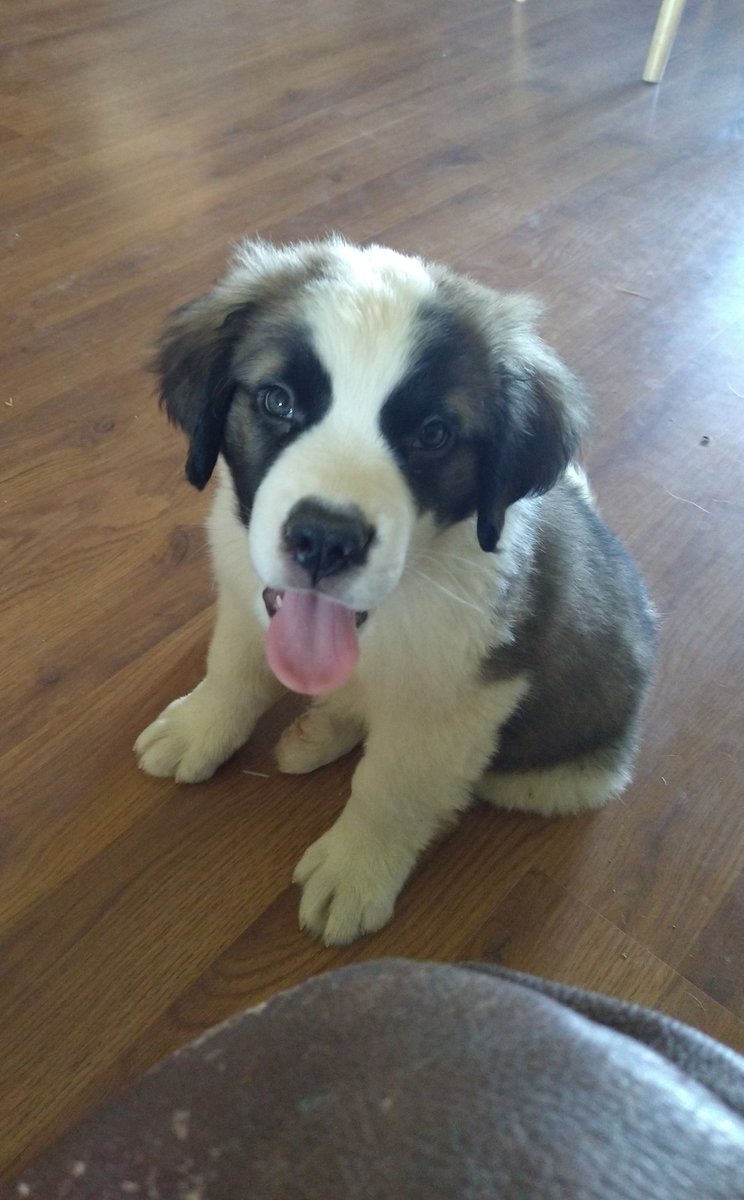 Floki wishes you a Happy Saturday ❤️
#puppy #dog #cute #saturday #SaturdayVibes #puppylove #adorable #PhotoMode #photooftheday #adorable #aww #pets #petmom #Stbernard #puppypics #puppylife