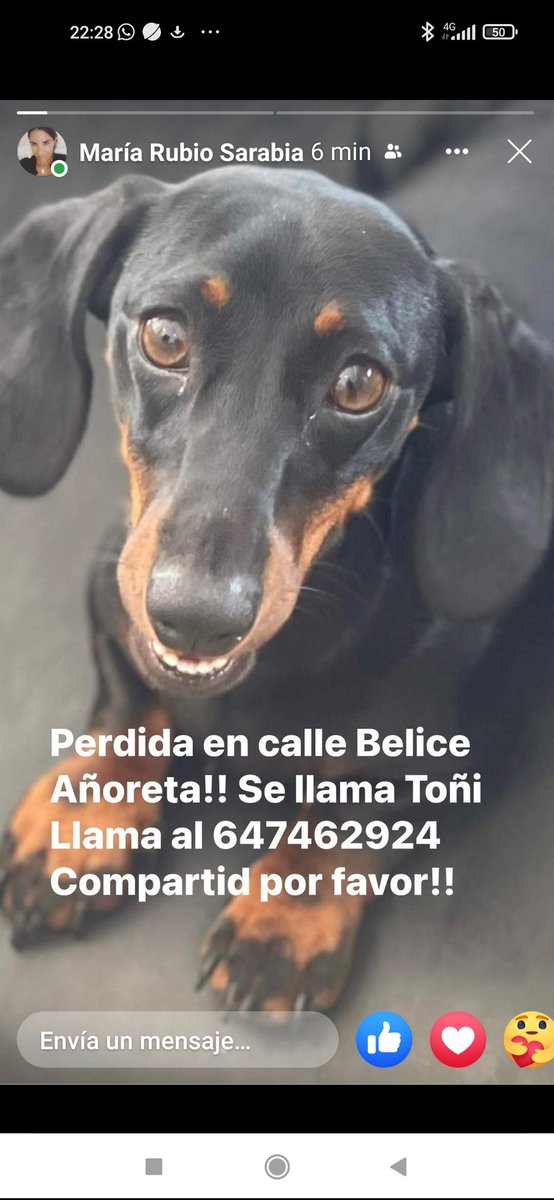 Por favor, amigos de #RincondelaVictoria #Málaga, zona #Añoreta, se ha perdido hoy. Echad una mano para encontrarla.