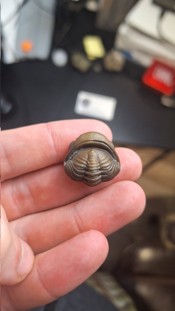 ON_Rockhound's tweet photo. Just got my recently found eldredgeops rana back from the prepper. It amazing how much detail is preserved!

#fossil #trilobite https://t.co/kZZ4jb3ItH