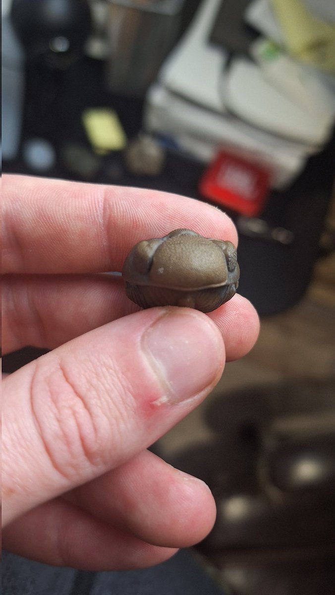 ON_Rockhound's tweet photo. Just got my recently found eldredgeops rana back from the prepper. It amazing how much detail is preserved!

#fossil #trilobite https://t.co/kZZ4jb3ItH