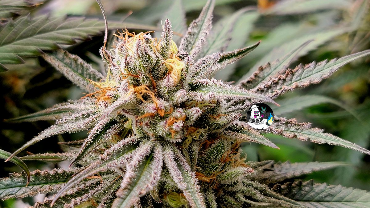 Just a few more weeks Togo.  
#Onlyplant #OnlyFlower