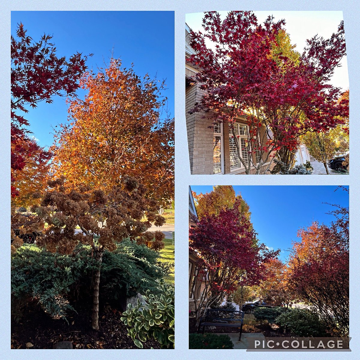 IulaP's tweet photo. #autumnleaves #favouriteseason https://t.co/81WkgcmLbt