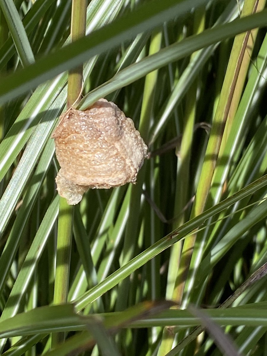 JGunter73's tweet photo. @dailystem Found a praying mantis laying eggs today in our tall grass. Counted 9 sacs that we can see! So we will have lots of them here in southeast Michigan! https://t.co/mcogM8FIiR