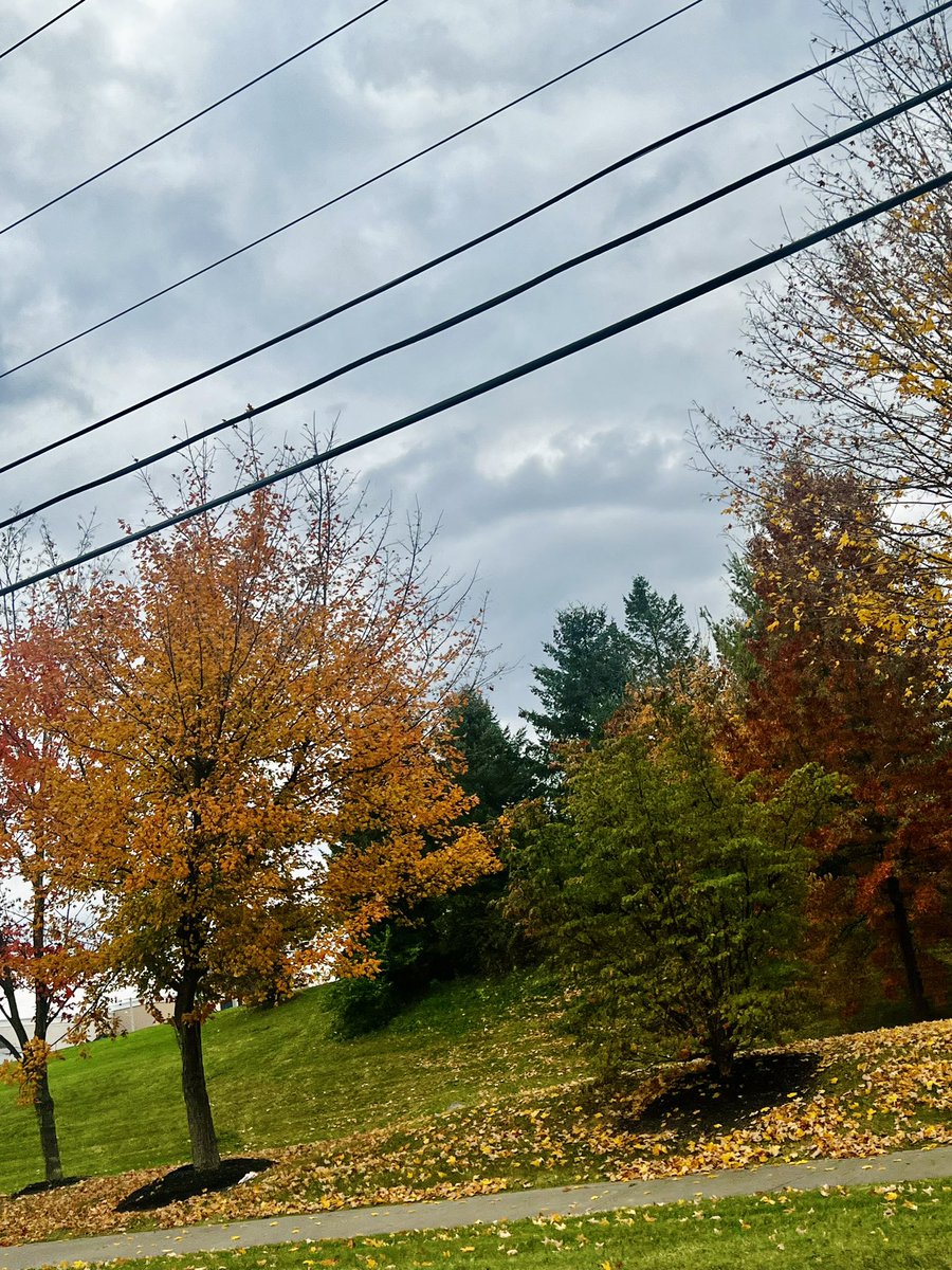 Today I did some fall learning
1) Cleaning leafs 🤦‍♀️ was happy then the wind blew more leaf did the process 3x n gave up with my big bag of leafs.
2) Got 2 pine tree as I learned they  absorb carbon dioxide, release oxygen, and can have a positive impact on the atmosphere by
