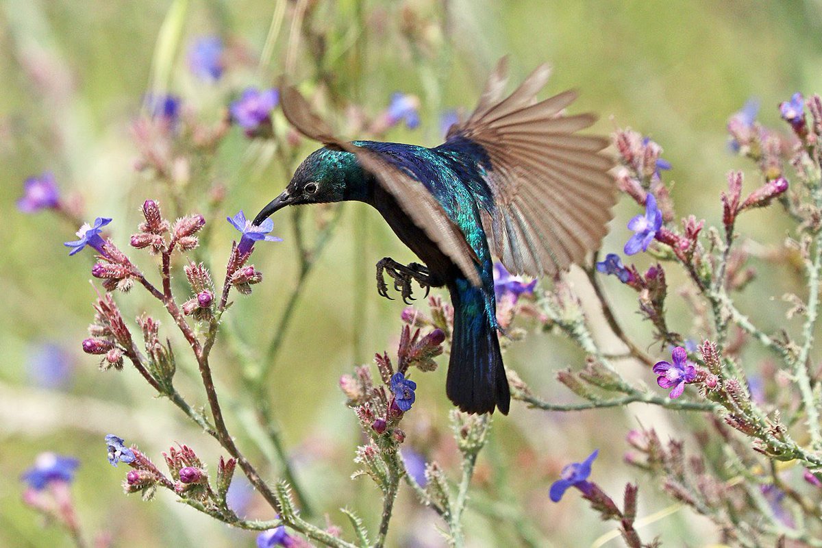 This is the Palestine sunbird. Attempting to erase Palestinian identities, Israeli authorities tried to change its name. In 2015, it was declared the national bird of Palestine. It’s a symbol of hope, freedom, resistance, and culture. It’s as beautiful as the Palestinian people.