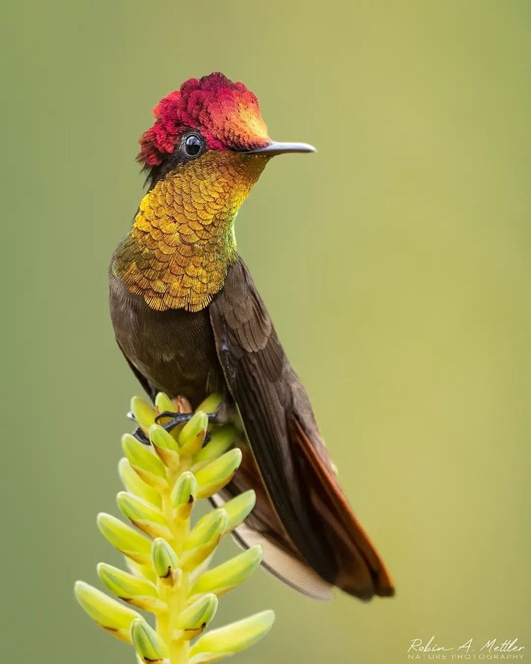 BirdOfTheWorld2's tweet photo. The Ruby Topaz hummingbird: a jewel in the world of birds. Its iridescent plumage glistens like a precious gem in the sunlight. โจ๐บ๐ฆ #RubyTopaz #Nature #Birdwatching #Ornithology #Birding https://t.co/71U0Nh9EYW