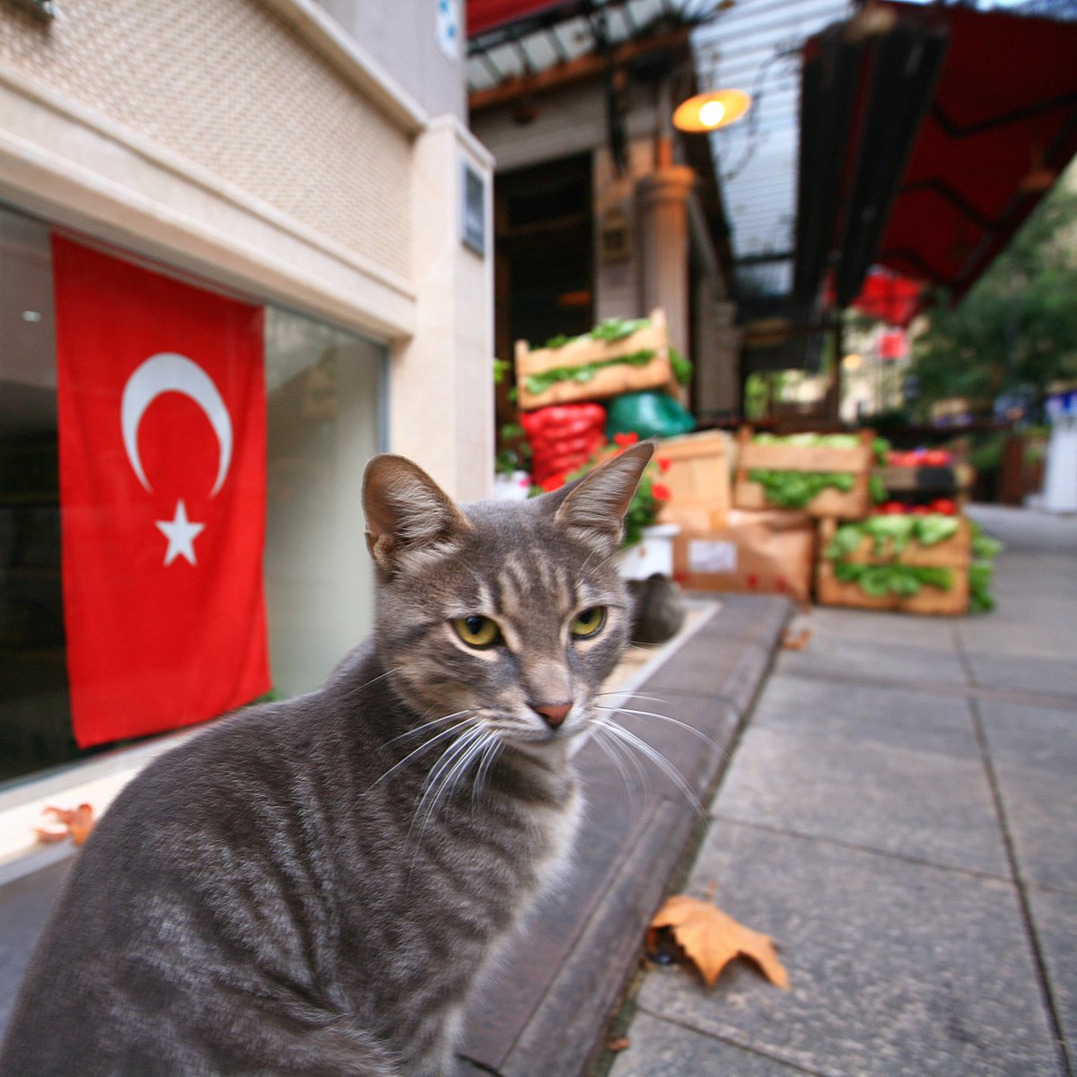 Happy 100th National Day to the most catfriendly country in the world!