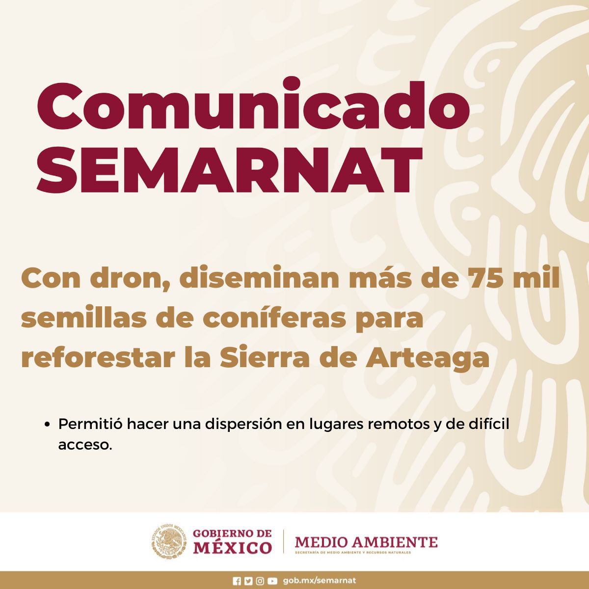 #COMUNICADO | La #Semarnat y la @CONANP_mx, con la participación de pobladores del ejido Piedra Blanca y la compañía Seedrón, llevaron a cabo la primera dispersión mecanizada de 75,421 mil semillas de coníferas con la ayuda de un dron y de pellets (bolitas) en el Área de…