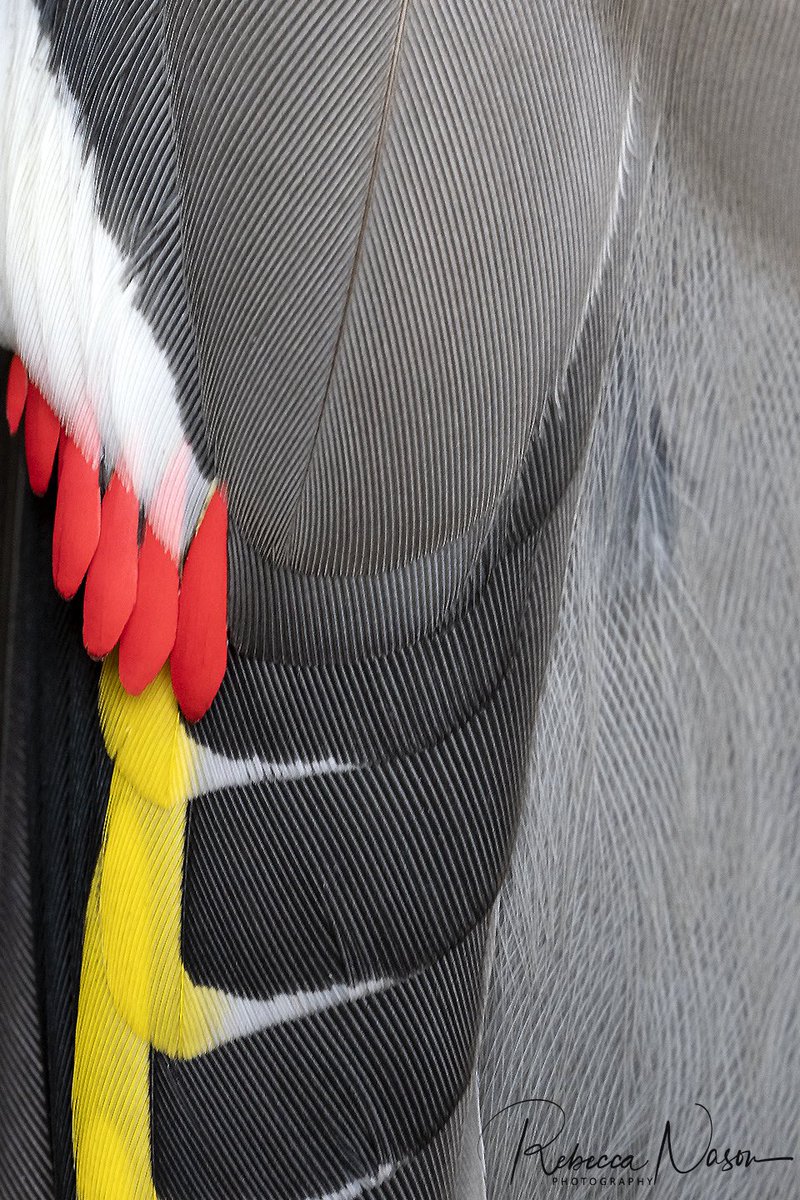 Bohemian Waxwing wing detail - taken today as a flock of 12 descended on our garden apples. A welcome stop over after coming in off the North Sea from Scandinavia. @OMSYSTEMcameras @NatureInShet @BirdGuides #waxwing #gardenbirds #birdart #OMSYSTEM #itsinournature