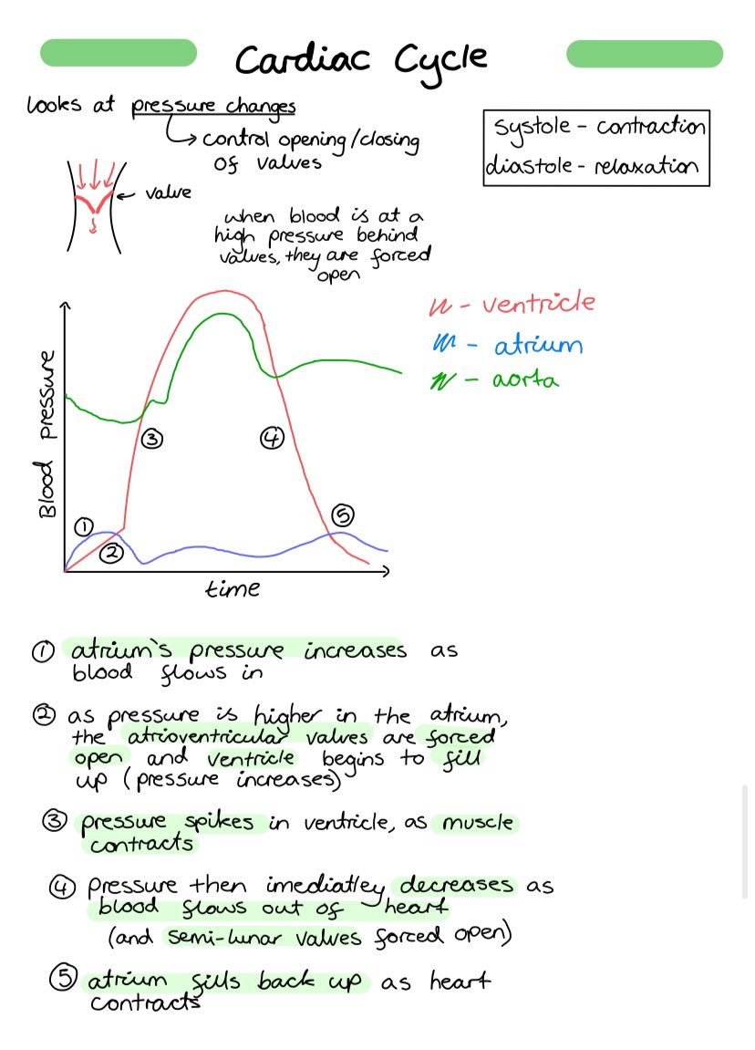 ScienceMadeEas1's tweet photo. My AS Biology notes are now available:
https://t.co/Yn0QUMVc6q

#Alevel #biology #revision #Science #edutwitter #alevelbiology #notes https://t.co/bhr56KcOjo