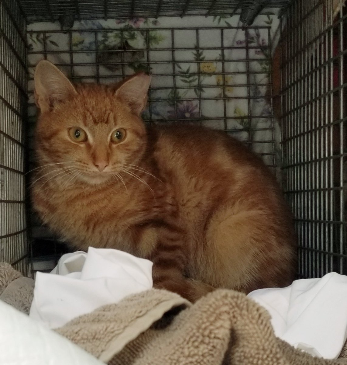 We’re still looking for a foster for these two young cats. They can only stay a few more days in their current situation. We really need someone within one hour of Elkton, MD for fostering (but we appreciate the couple offers we had from people much further away). DM if it’s you!