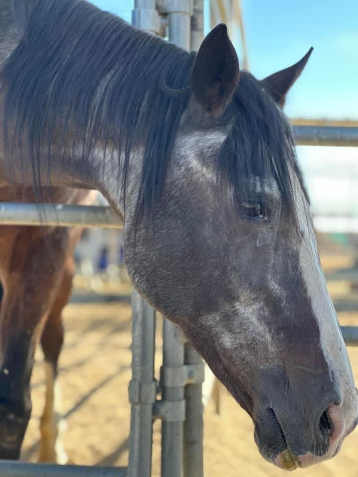 My sweet and stunning #senior pal Grandma Hershey is always a star! She is a youngster at only 34! 🤩🐴🌟💜🎉
#livingourbestlife #wildatheart #horse #rescue #seniorsaturday #sanctuarysaturday #love #SoCal 🐴🌴