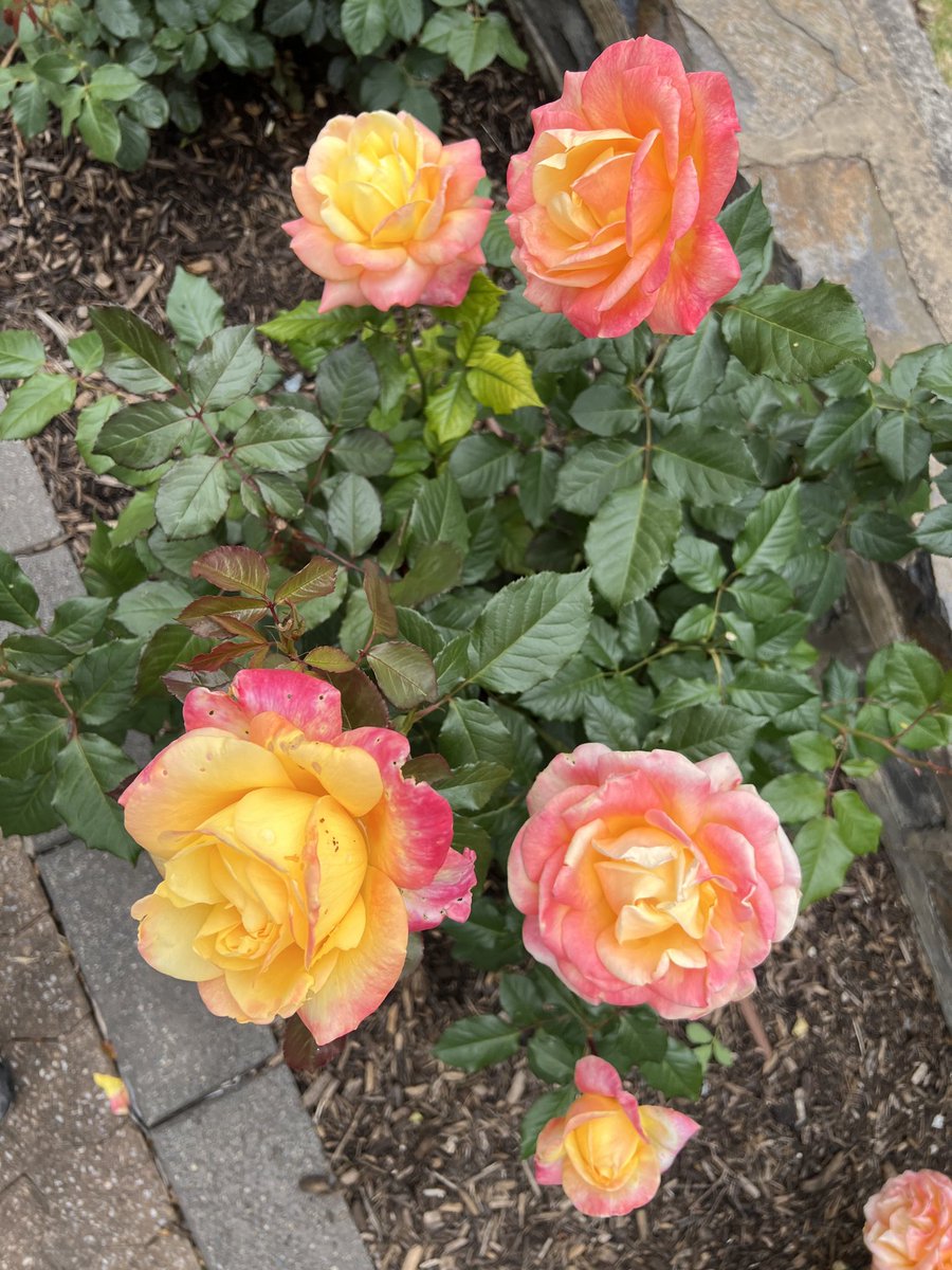 Rod Ritchie tweet media