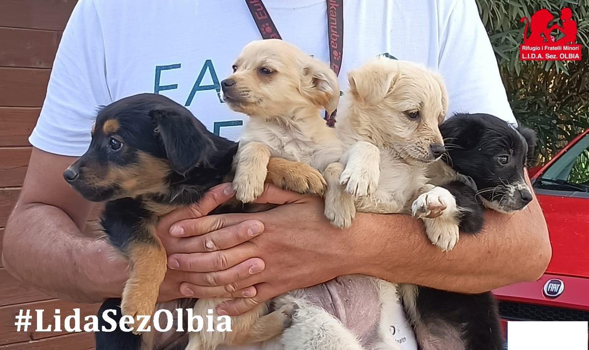 Lida sez. Olbia ODV tweet media