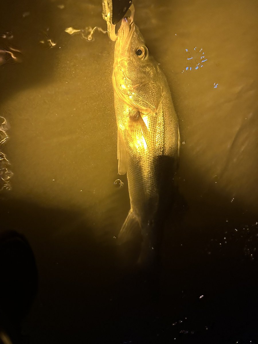 SeabassStart's tweet photo. 結局ウェーディングで東京湾奥シーバス。
5キャッチ、5バラしくらい。
誤爆多数、明暗でボイル多数、サイズは出なかったけど秋っぽくて楽しめましたー。
シーバス楽しい！ https://t.co/KqIK2mcK3p