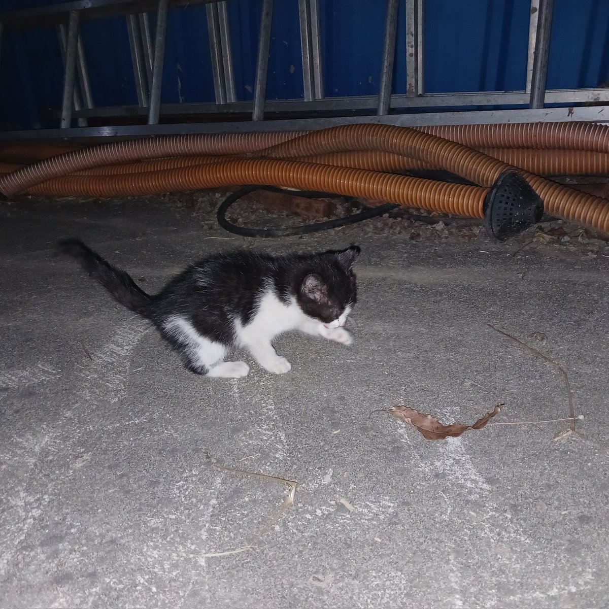 liberty_vm's tweet photo. 갑분 고양이 사진이지만
어제부터 시골집 창고에 와서 애교를 부리고 있는 녀석이 있는데 (잠깐 놀다 갈 줄 알았늣데 안감)
몇개월인지 이런것도 모르는데 사료 같은 것을 뭘로 사야 할지......???모르겟네요ㅠㅠ https://t.co/bxCzrDyXiH