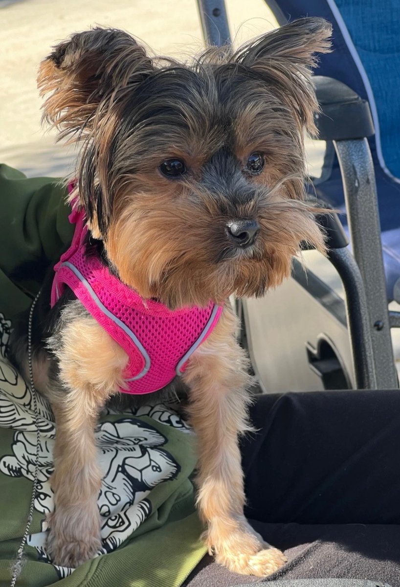 @Adam_Fn_Green we just rescued this Yorkie! We pick her up on Halloween! 
2 year old Xena! 

#yorkieathon #yorkies #RescueFamily