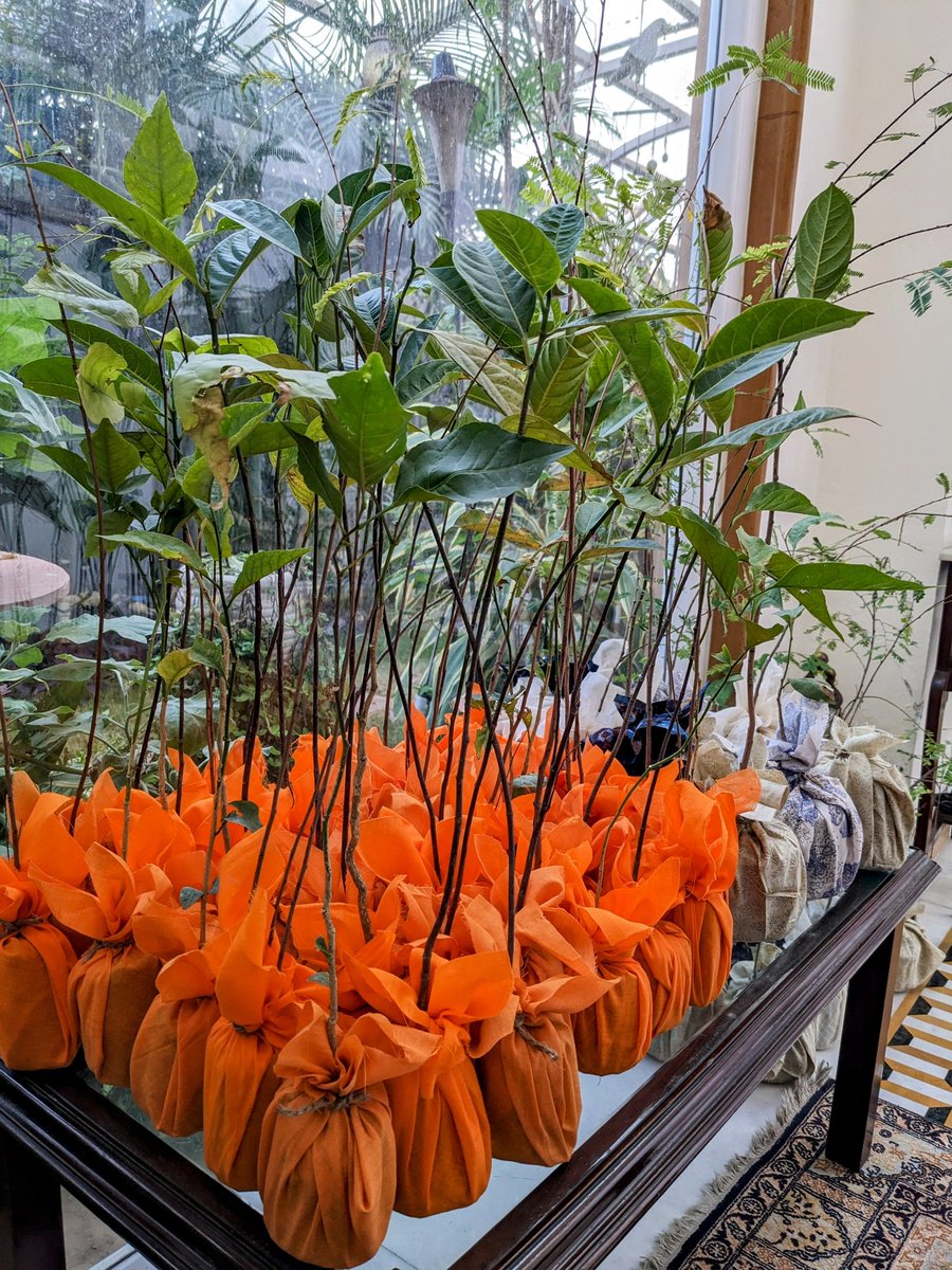 Radhika73464139's tweet photo. Return Gifts of fruit saplings ready to go with my friends for their final destination today!!
#plantology
#missionfalvan https://t.co/dkUatZqTkP