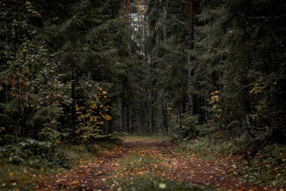 Beheroght's tweet photo. #darknature #dark #forest #лес #metal #darkmetal #landscape #solitude #gamta #одиночество #lithuania #eternity #forever #romantic #day #darkforest #nature https://t.co/QPexS1T4tt