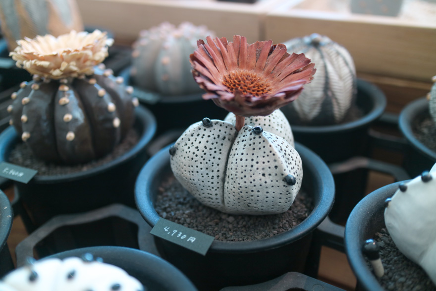 doromon011's tweet photo. 天下一植物界-BLOG逛展心得（下）
https://t.co/RE5t1PiyIz
@no1plantae https://t.co/2zqdhTVee6