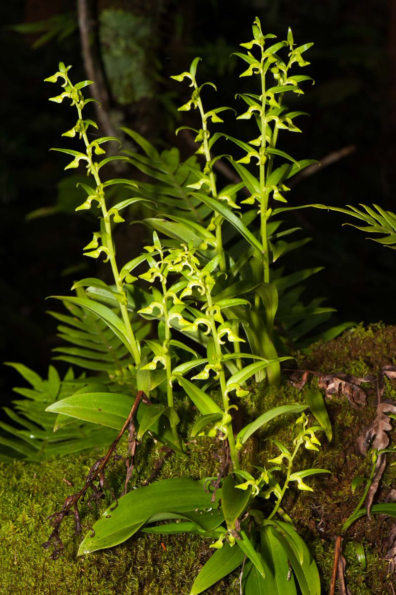 Platanthera sikkimensis (Hook.f.) Kraenzl. @InsideNatGeo #NareshSwamiInTheField #OrchidsOfEasternHimalayaByNareshSwami #NatGeoExplorer For more on the Orchids of the eastern Himalaya, please download the mobile application play.google.com/store/apps/det…