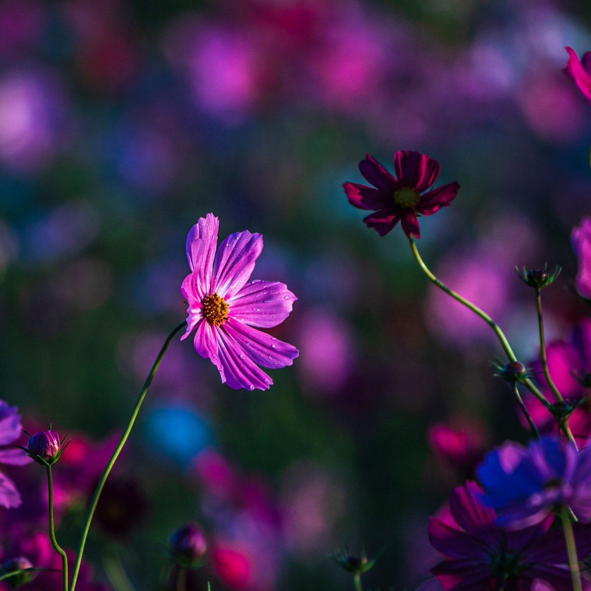 新しい夜明けと共に

#photography #photo