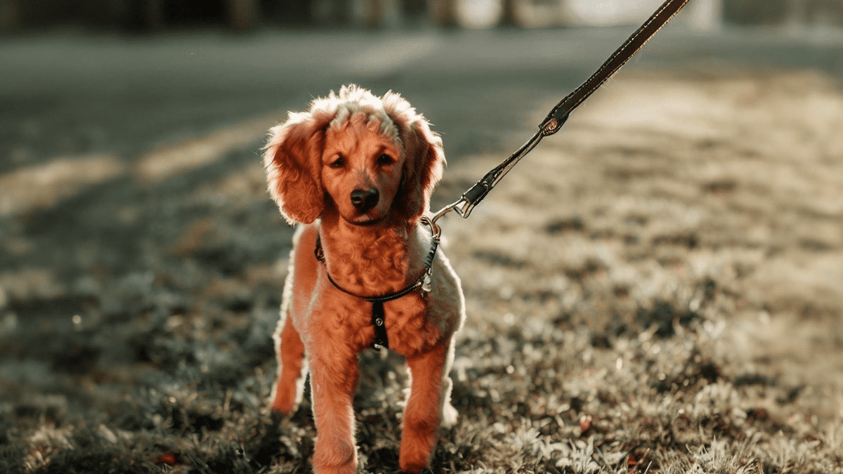 BarkyDogToys's tweet image. Introduction

Welcome, fellow dog enthusiasts! If you're ready to embark on the wonderful journey of leash training your furry companion, you've come to the right place. #DogBehaviorTips #DogWalkingTechniques #LeashTrainingTips

barkydogtoys.com/leash-training…