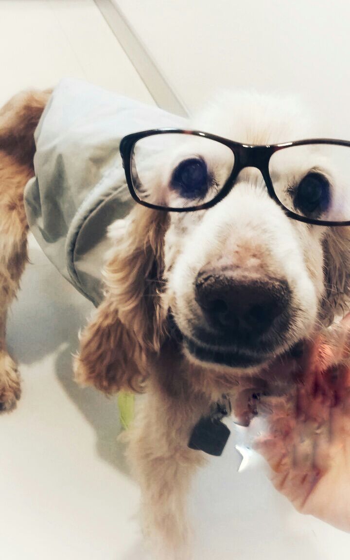 angch7's tweet photo. @ile0719 Mi pollito Max. Siempre en mi ❤️ https://t.co/wj8bTtcxH1