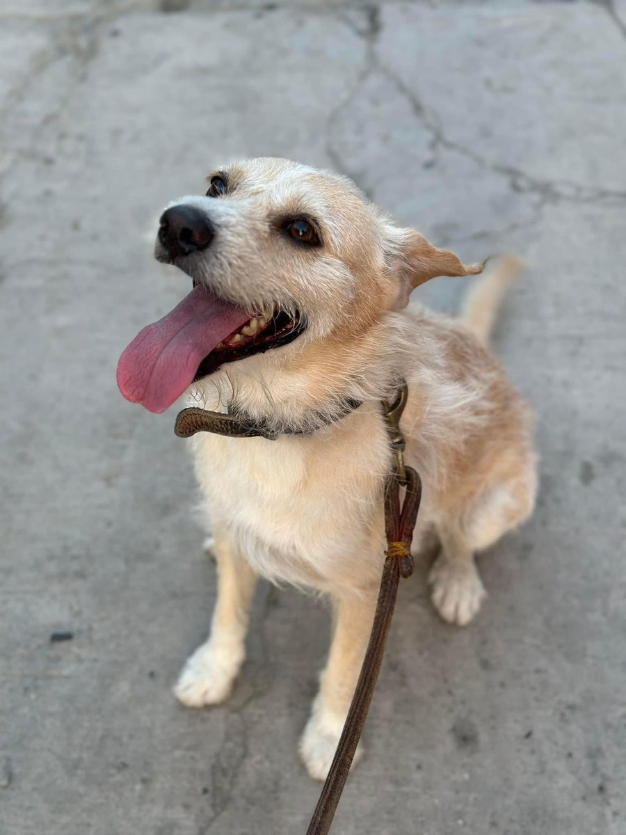 Amigos de acapulco por favor si alguien ve a mi perro se llama Rocky, por favor se salió con el huracán les ofrezco 10 mil pesos de recompensa pero por favor ayudenme a encontrarlo. Se perdió en la zona de la Cima y la Y. 

8137139363

Gracias. #Acapulco