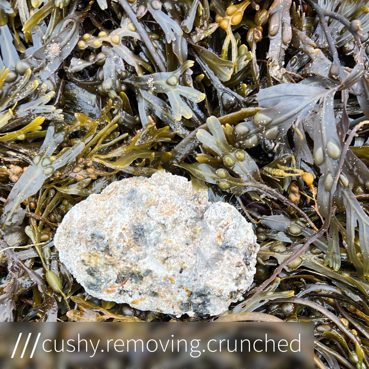 Reclaim our Sea tweet media