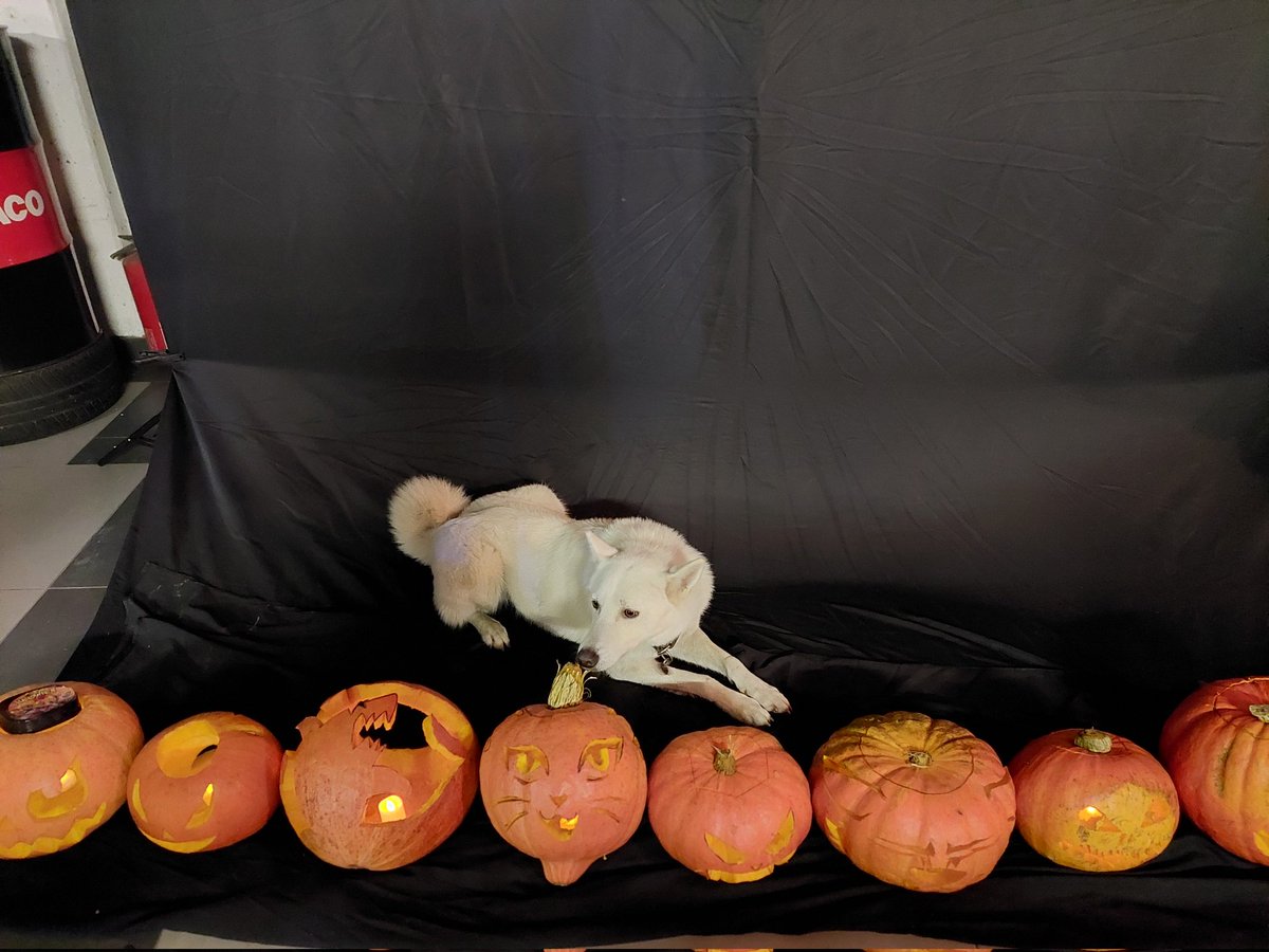 ZionaAki's tweet image. *sniff sniff* 

#AdoptDontShop #mixedbreed #dog #Halloween #pumpkin #husky #shiba #jindodog