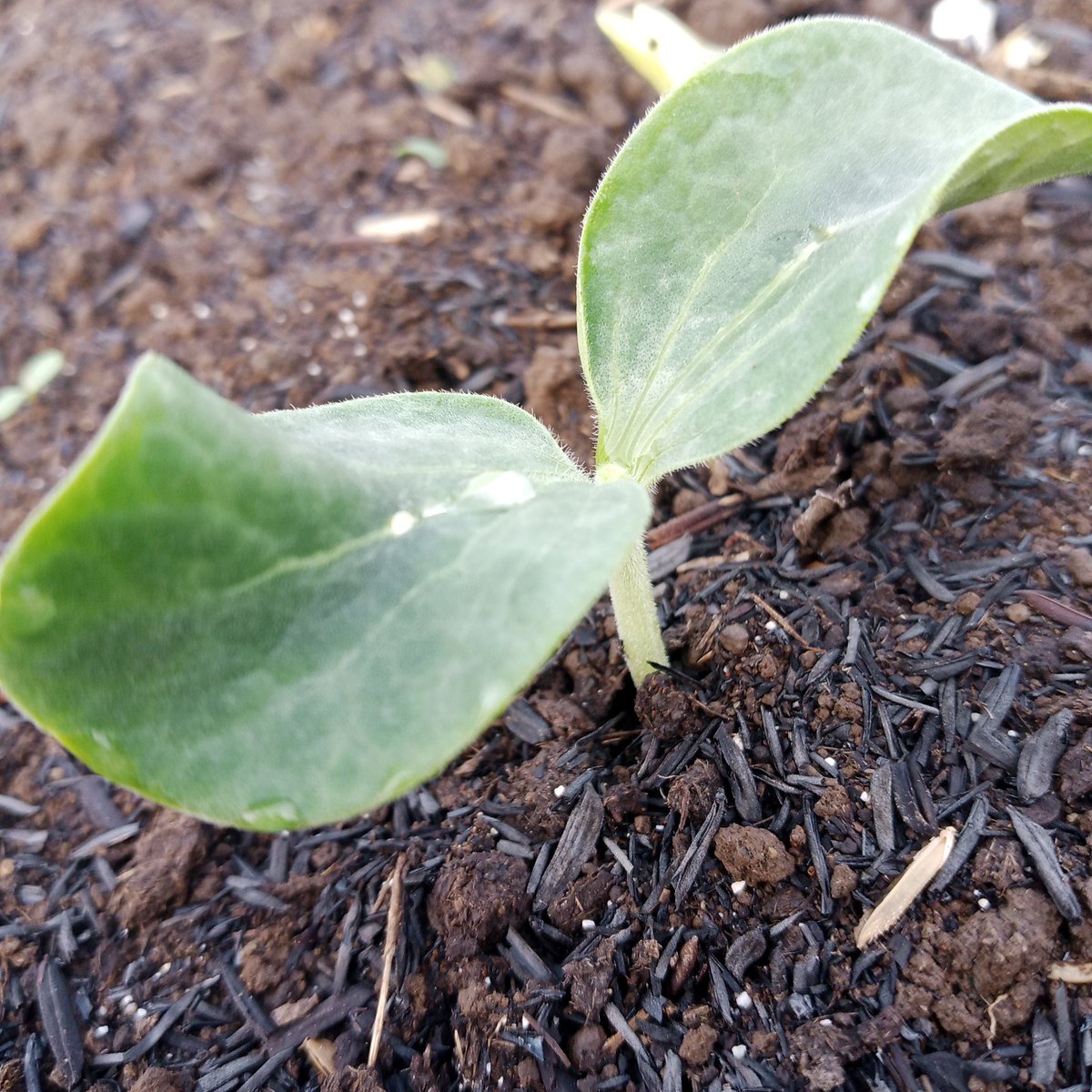 Alhamdulillah 3 hari sudah tumbuh seperti ini
Nikmat Tuhan mana lagi yg Aku ingkari
.. 
.. 
Doa, ikhtiar dan inovasi
Tumbuhlah dgn sehat 
Ga perlu ribut2 sama politik, cukup nikmati dan syukuri hidup