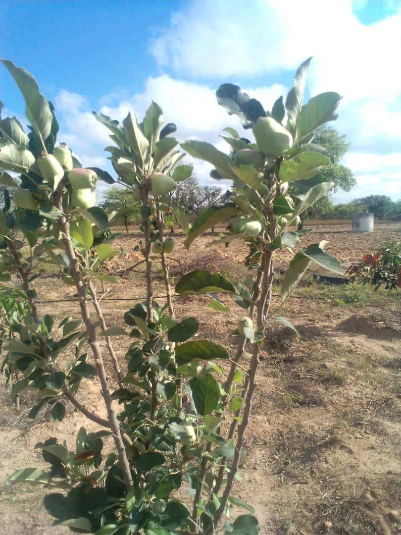 FreshDaramombe's tweet photo. Dear Zimbabweans.

It's the rain season. Plant Grafted Trees. In 3-4 years they will start fruiting commercially. Few  acres better than a pension of $30. No one is coming to save yo. 

Money does grow on trees.
- Hass Avocados
- Macadamia Nuts 
- Pecan Nuts 
- Mangos 
- Blue Berries 
- Moringa 

Land is CAPITAL don't leave it IDLE.