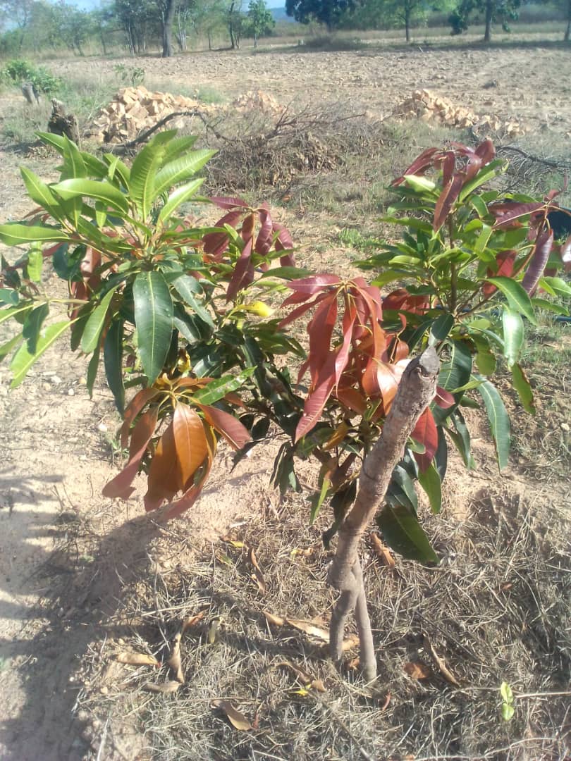 Dear Zimbabweans.

It's the rain season. Plant Grafted Trees. In 3-4 years they will start fruiting commercially. Few  acres better than a pension of $30. No one is coming to save yo. 

Money does grow on trees.
- Hass Avocados
- Macadamia Nuts 
- Pecan Nuts 
- Mangos 
- Blue