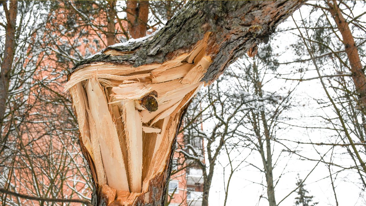 This early-season snowstorm is bound to do some damage. 

Here's how to protect your trees, dispose of branches and stay safe in the process: denvergov.org/Government/Age… #COwx