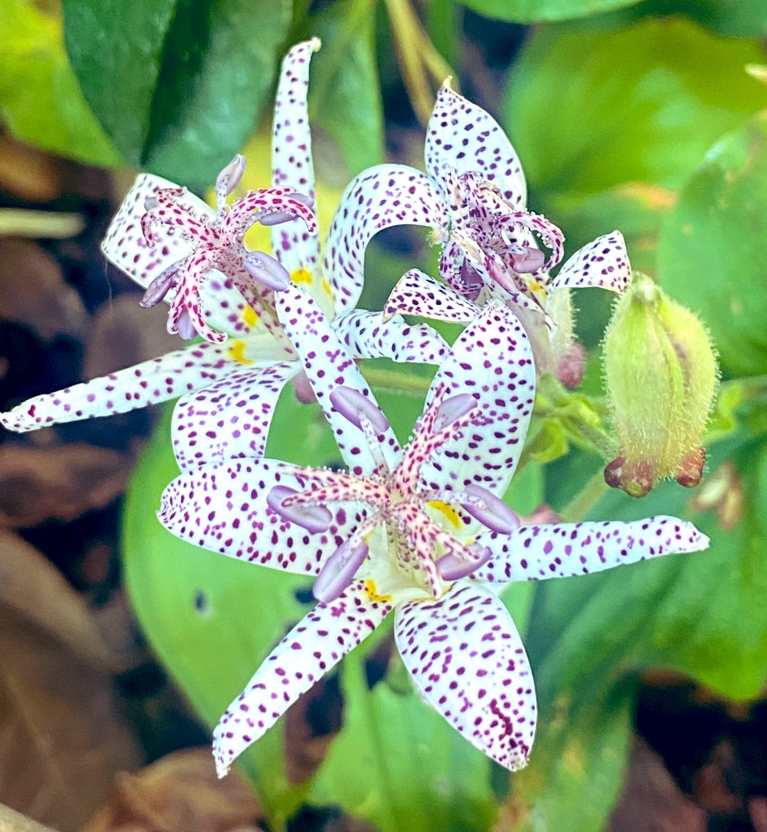 #toadlilies they bloom just last week. Soon frost will be here. They bloom so late! #october25
#autumnflower there are so many bloom this year! 
 #toadpurple #October2023 
I forgot what color I had so I didn’t add more to the collection. 
#shadeloving