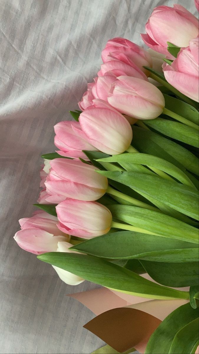 pink tulips