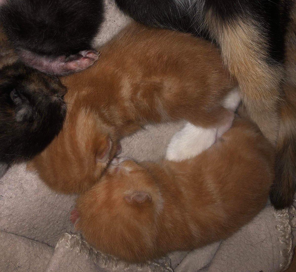 One of these tiny little marmalade fur babies will be coming to live at my house in December. A new brother for Georgie and Lyra my 2 year old black cats. Ideas for names would be appreciated. #CatsOnX