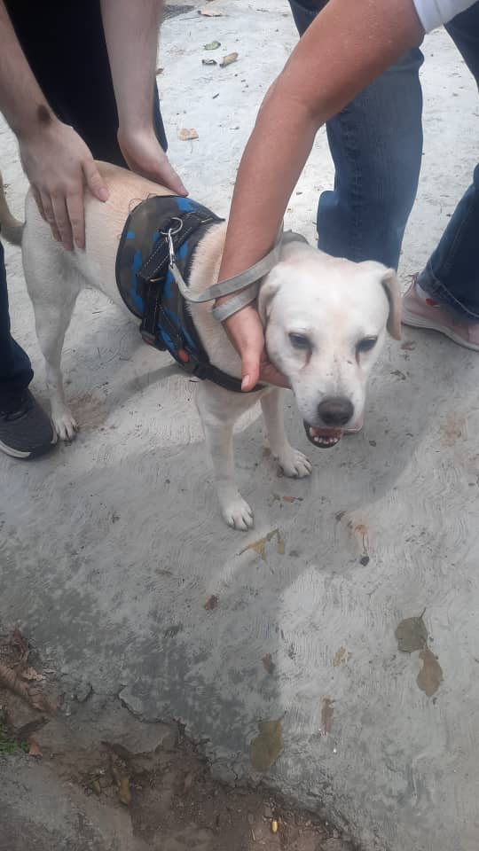 yaracalcagno's tweet image. Difundo. Encontrado entre El Bosque y el Country Club. Tiene arnés pero no placa ni collar. Urgente difusión  0412-8121260