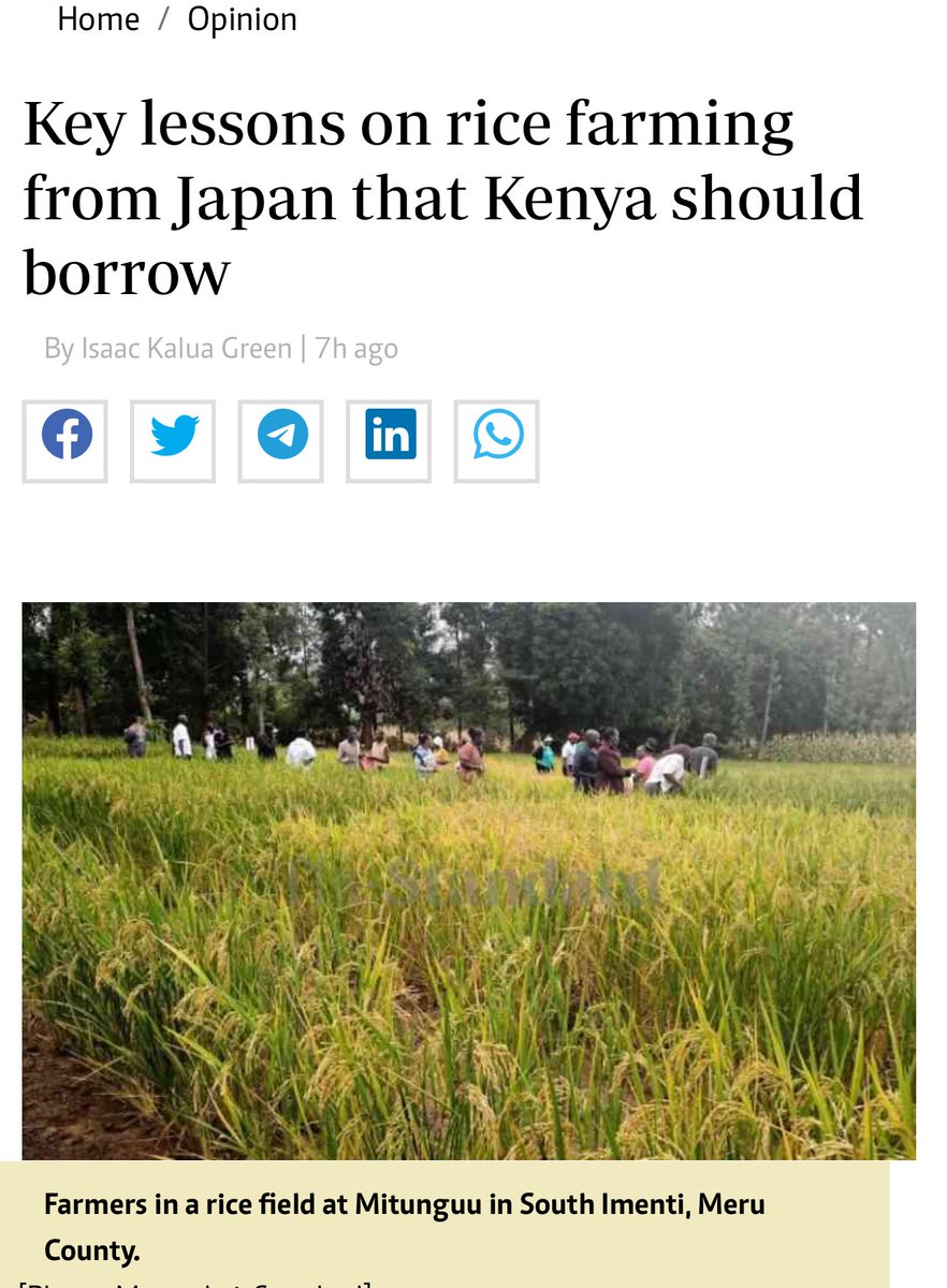 Learn more about rice kaluagreen.com/here-is-how-we…. #Rice #KenyaMTRS #agribusinesstalk @rebecca_miano @mithika_Linturi @jmueke @kalromkulima @RiceFarmersMkt @WilliamsRuto @rigathi @MusaliaMudavadi @KenyaGovernors