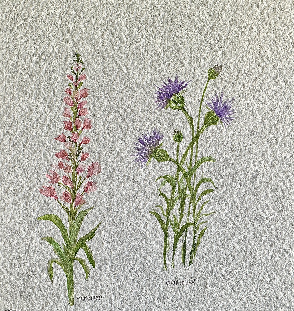 maricris_Artist's tweet photo. Fire weed, cornflower, spanish broom and dandelion Flowers #watercolorpainting #watercolorartist #grateful #gratefulheart #skillshare #skillshareproject #skillshareclass #taught by @Sushmahedge @skillshare #artappreciation #artwork #artjournal #artjourney #artdaily https://t.co/VPXkUWZ8Ke