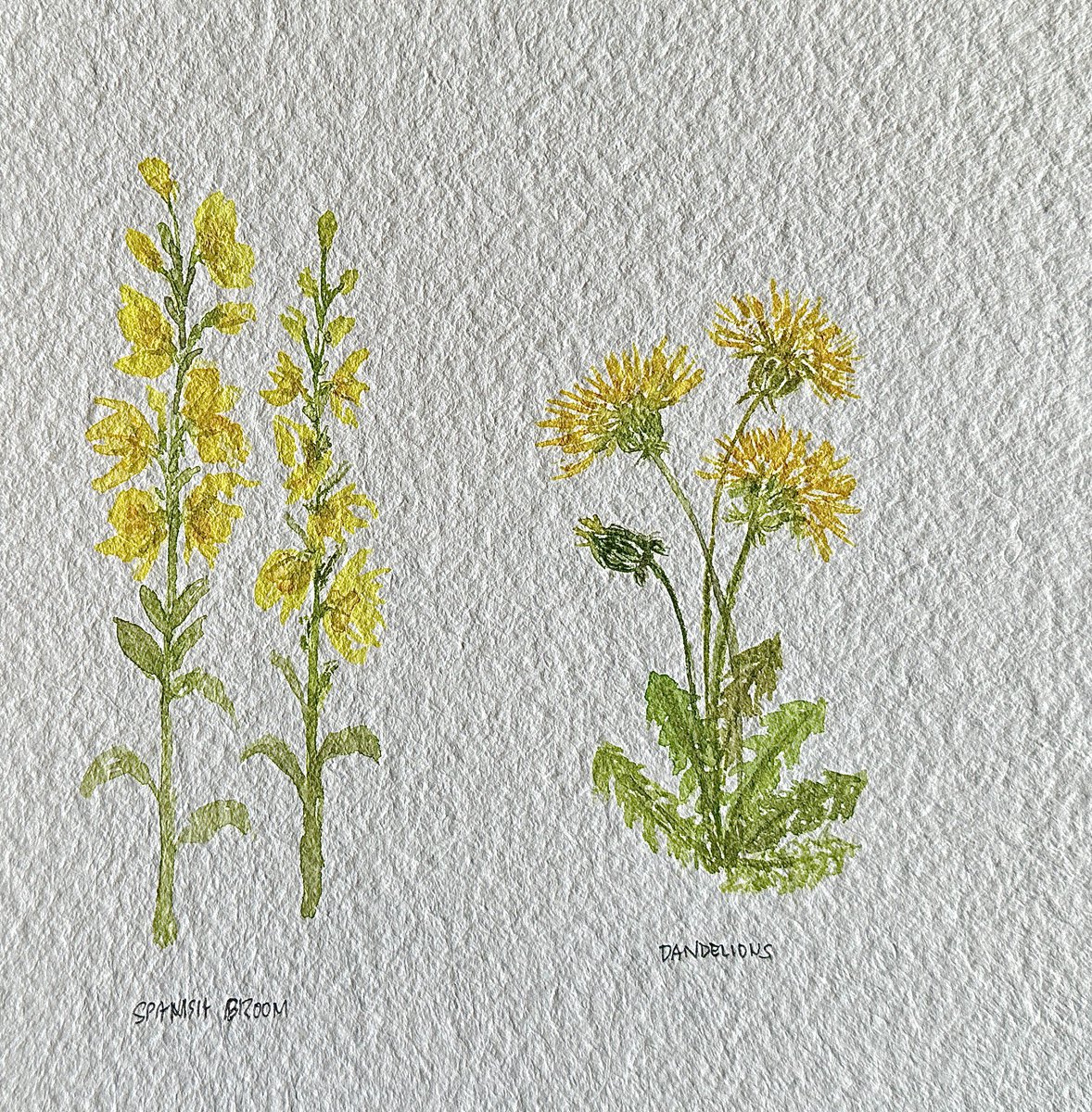 maricris_Artist's tweet photo. Fire weed, cornflower, spanish broom and dandelion Flowers #watercolorpainting #watercolorartist #grateful #gratefulheart #skillshare #skillshareproject #skillshareclass #taught by @Sushmahedge @skillshare #artappreciation #artwork #artjournal #artjourney #artdaily https://t.co/VPXkUWZ8Ke
