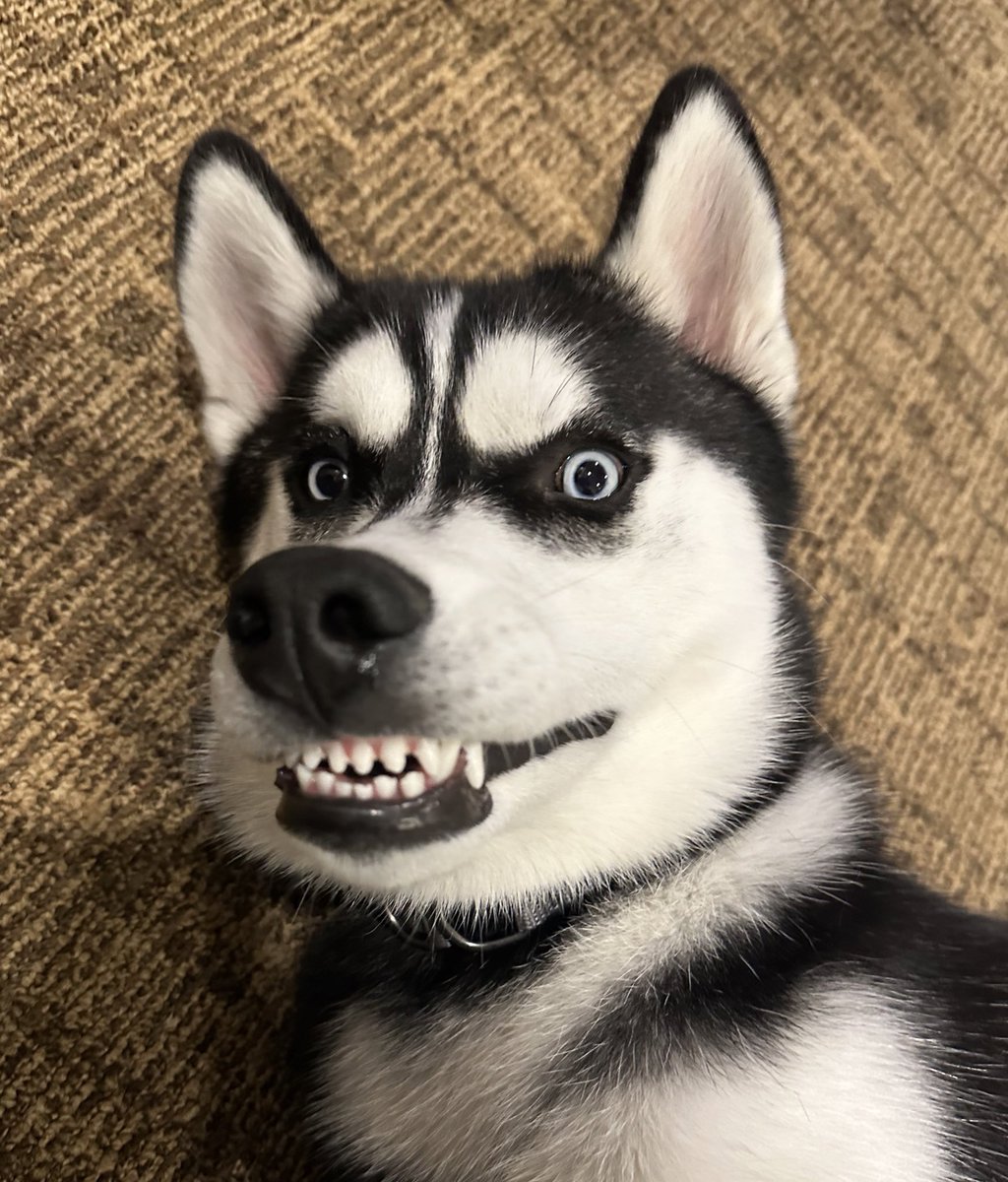 Jonathan the Husky tweet media