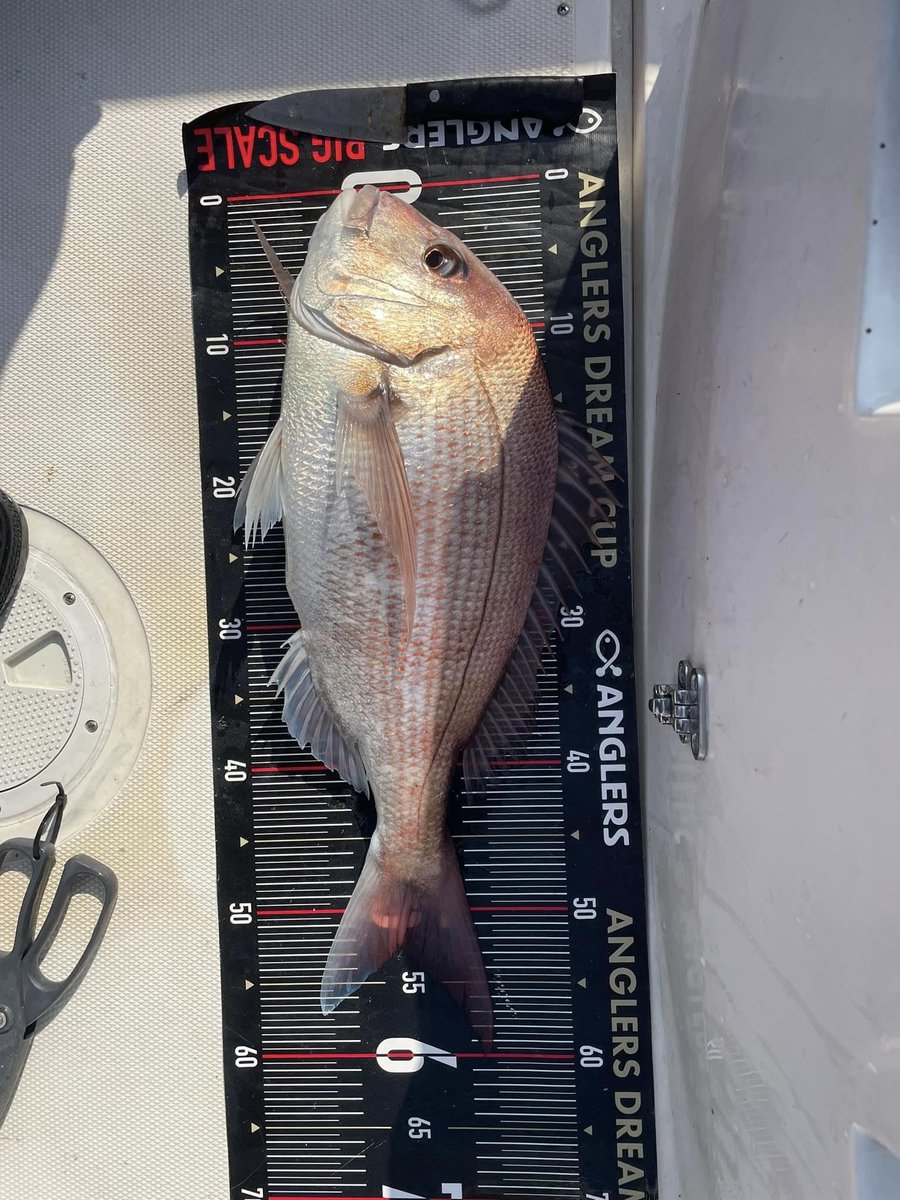 GoodgoOrg's tweet photo. 宮城GoodGo 28ft
10月28日

＃宮城　#東北　#GoodGo #釣船　＃グッドゴー
#fishing_Esperanza 
#タイラバ　＃ジギング　#塩釜　#wonmo #wonmomarine ＃タイ https://t.co/ONq2rn0r2N